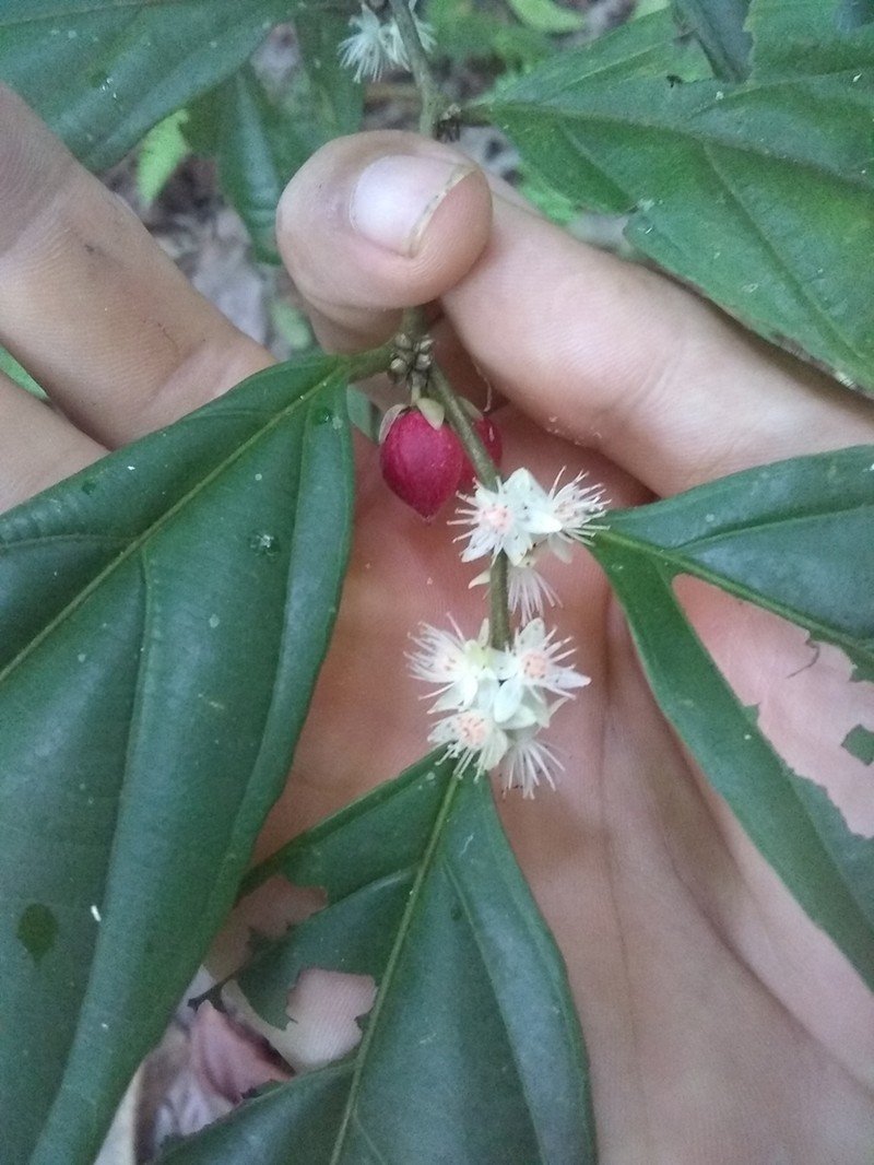 Piparea dentata photo 6