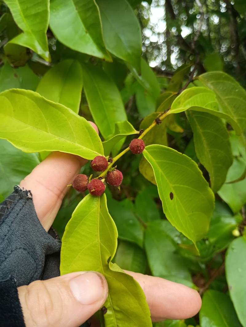 Piparea multiflora
