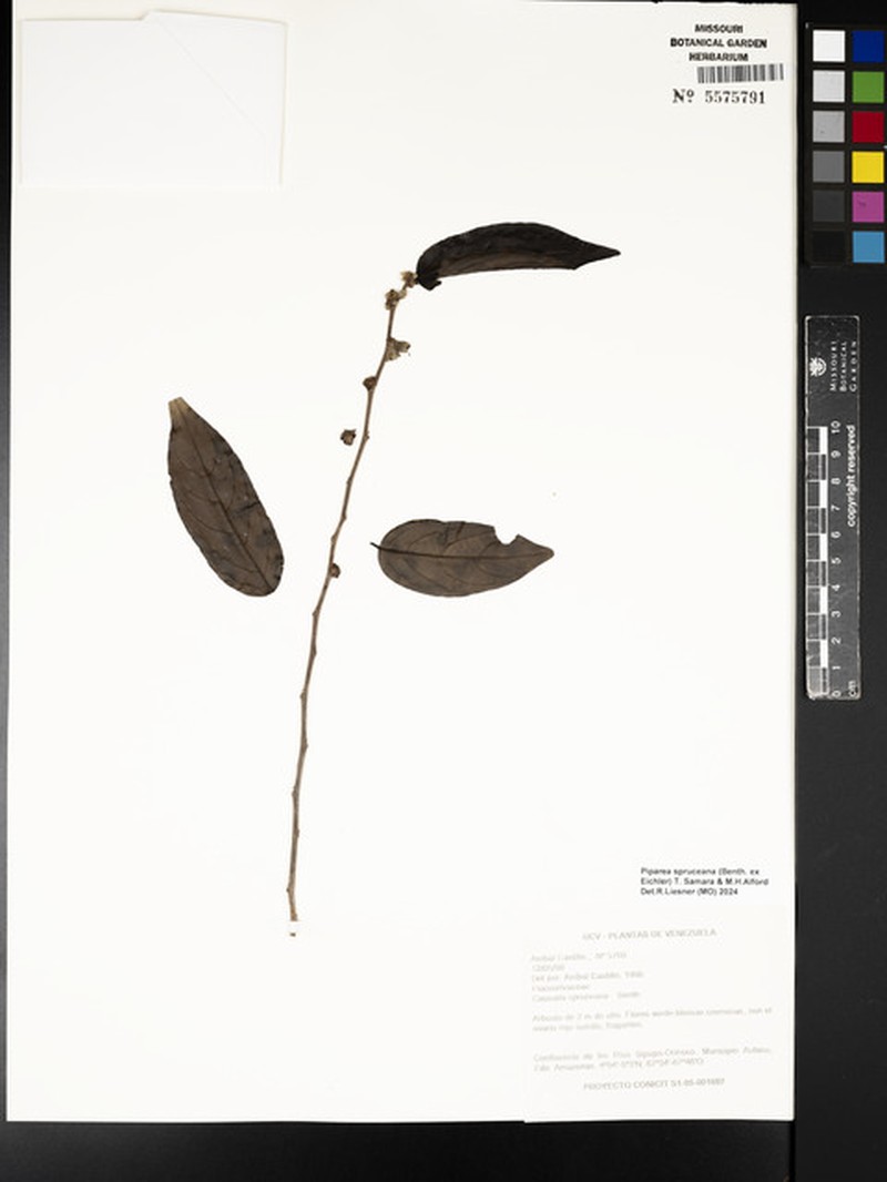Piparea spruceana photo 3