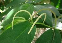 Higuillo De Hoja Menuda
