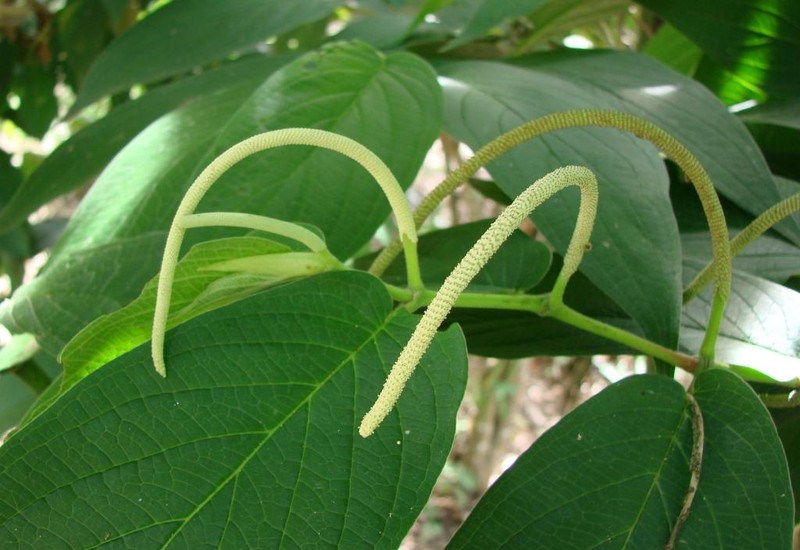 Higuillo De Hoja Menuda
