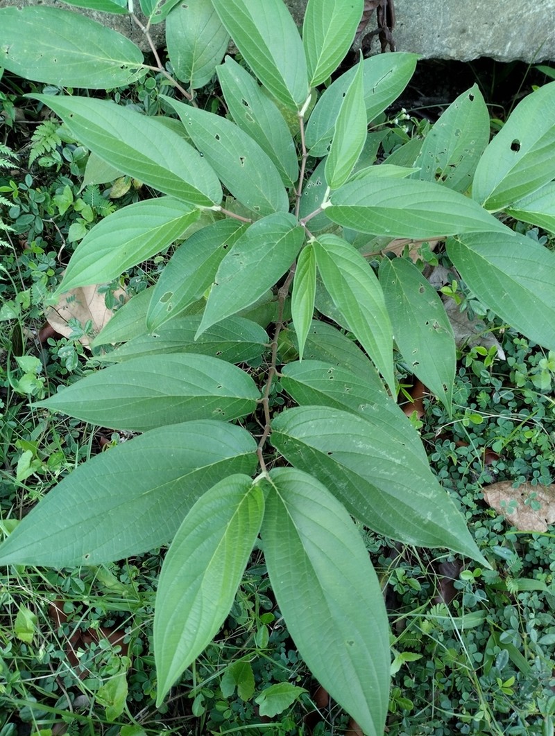 Higuillo De Hoja Menuda photo 2