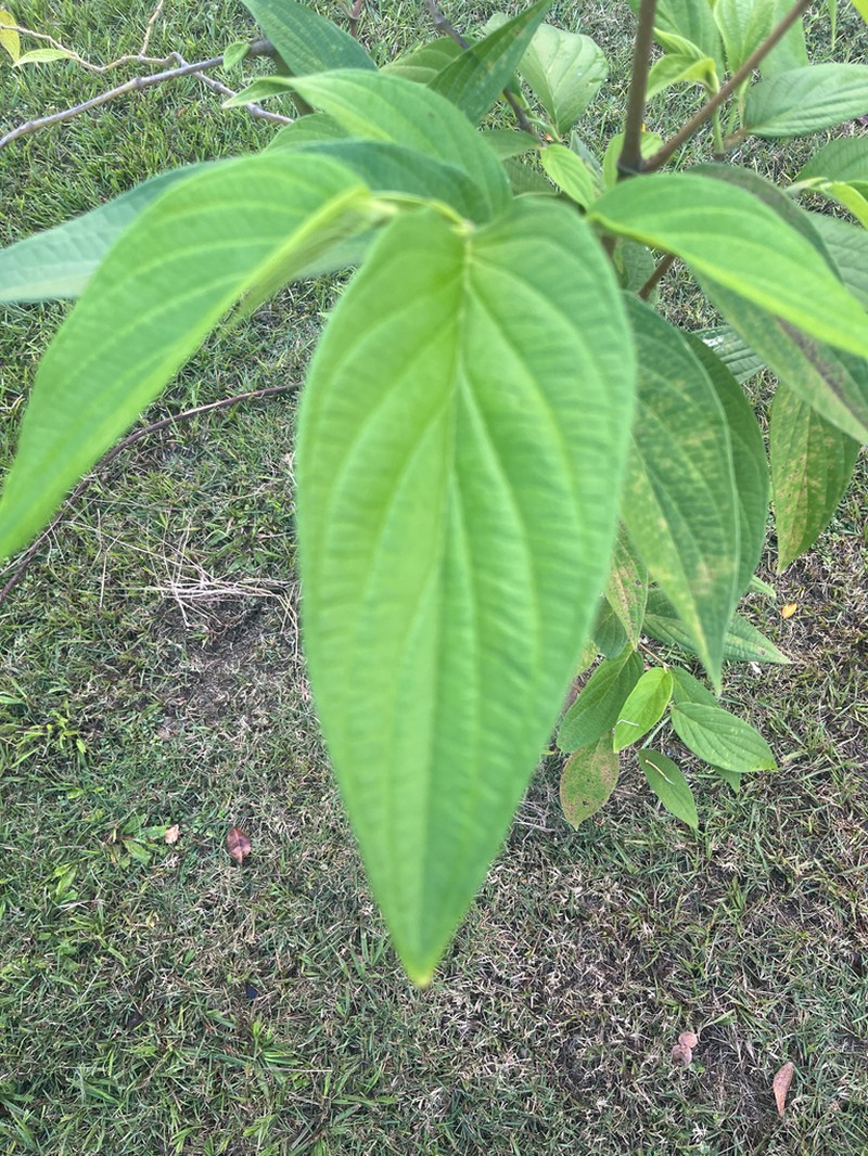 Higuillo De Hoja Menuda photo 3