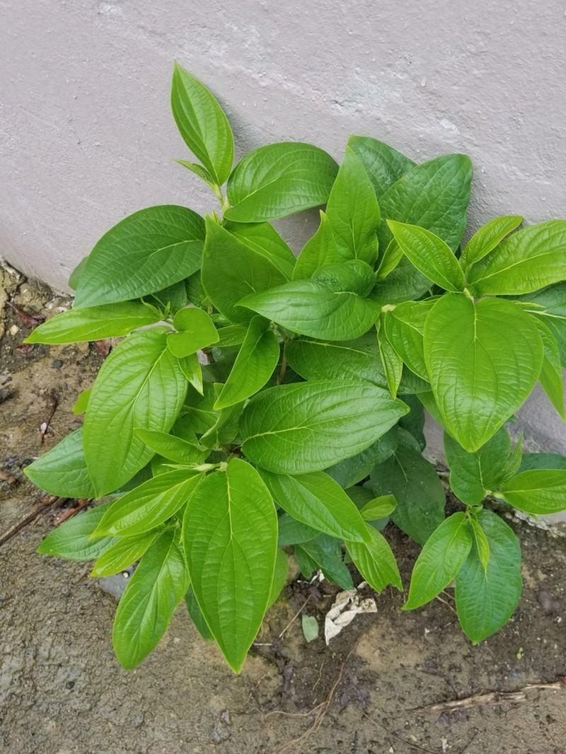 Higuillo De Hoja Menuda photo 4