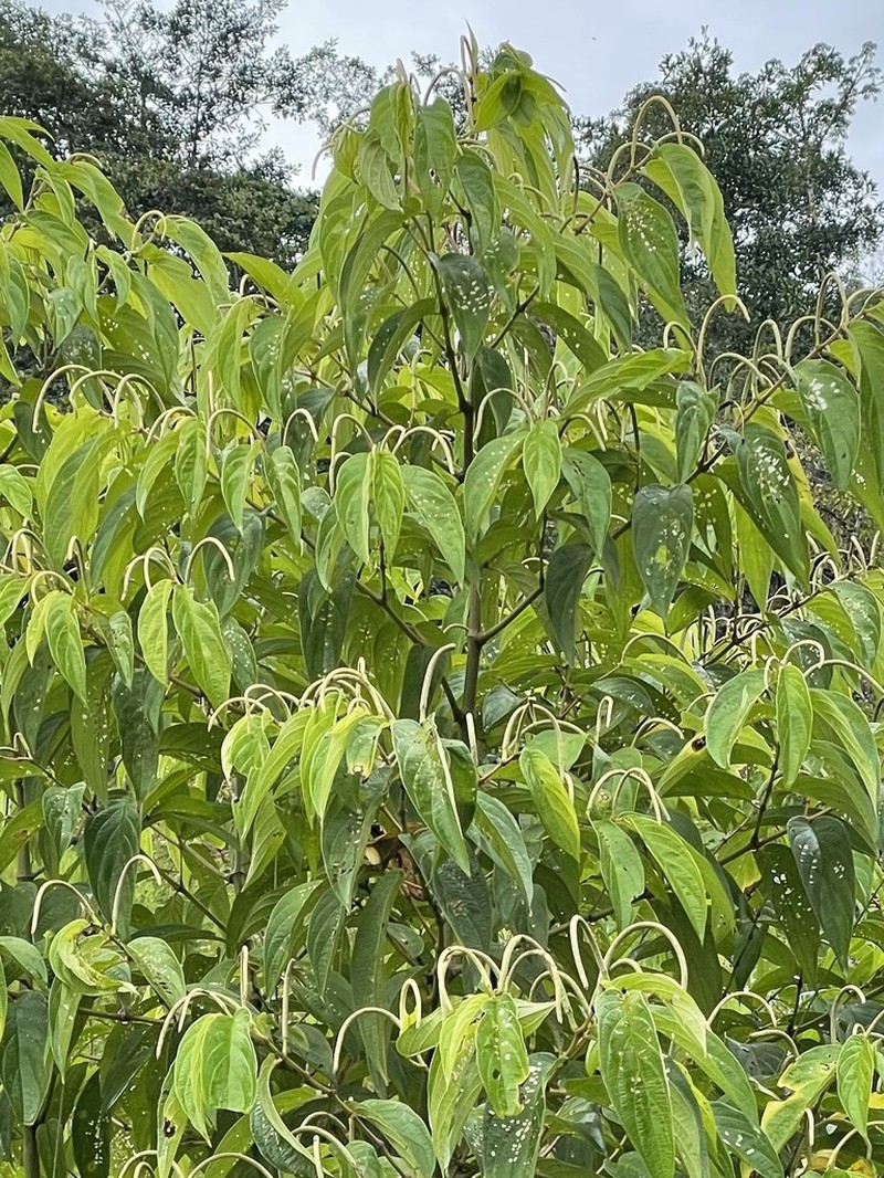 Higuillo De Hoja Menuda photo 5