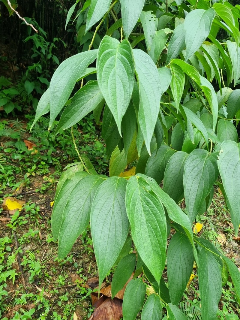 Higuillo De Hoja Menuda photo 6