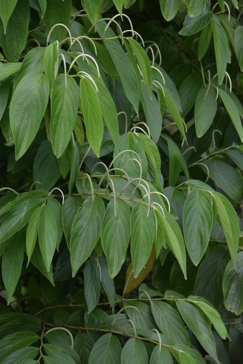 Higuillo De Hoja Menuda photo 7