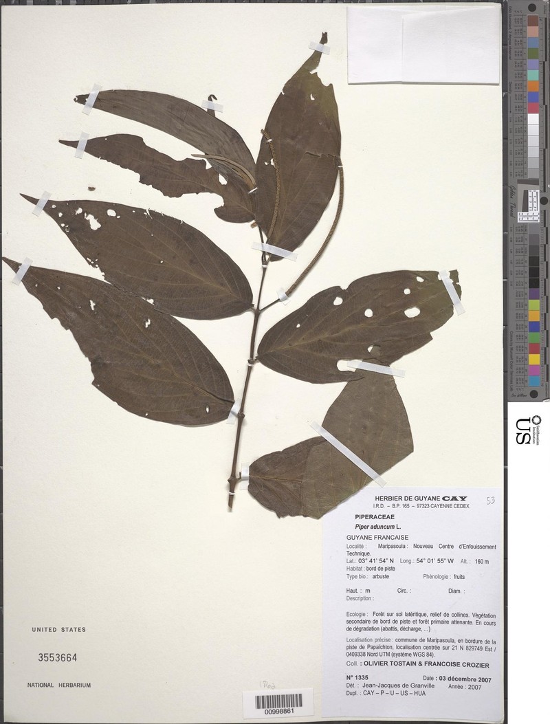 Piper aduncum var. aduncum