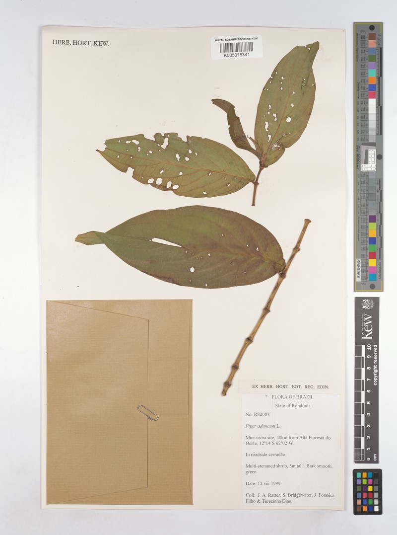 Piper aduncum var. aduncum photo 2
