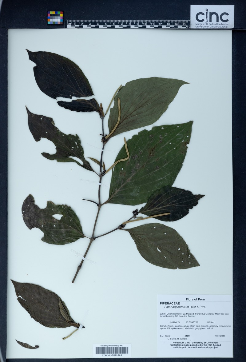 Piper afflictum
