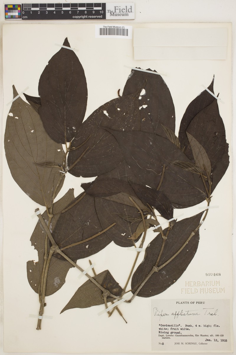 Piper afflictum photo 2
