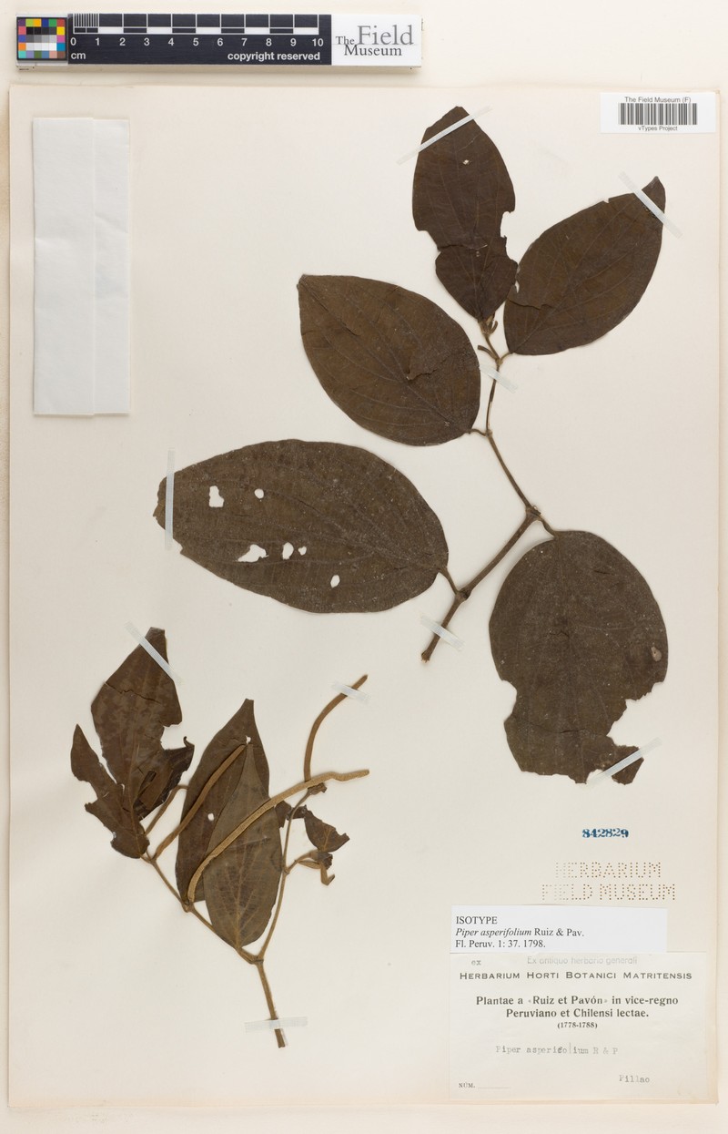 Piper afflictum photo 3