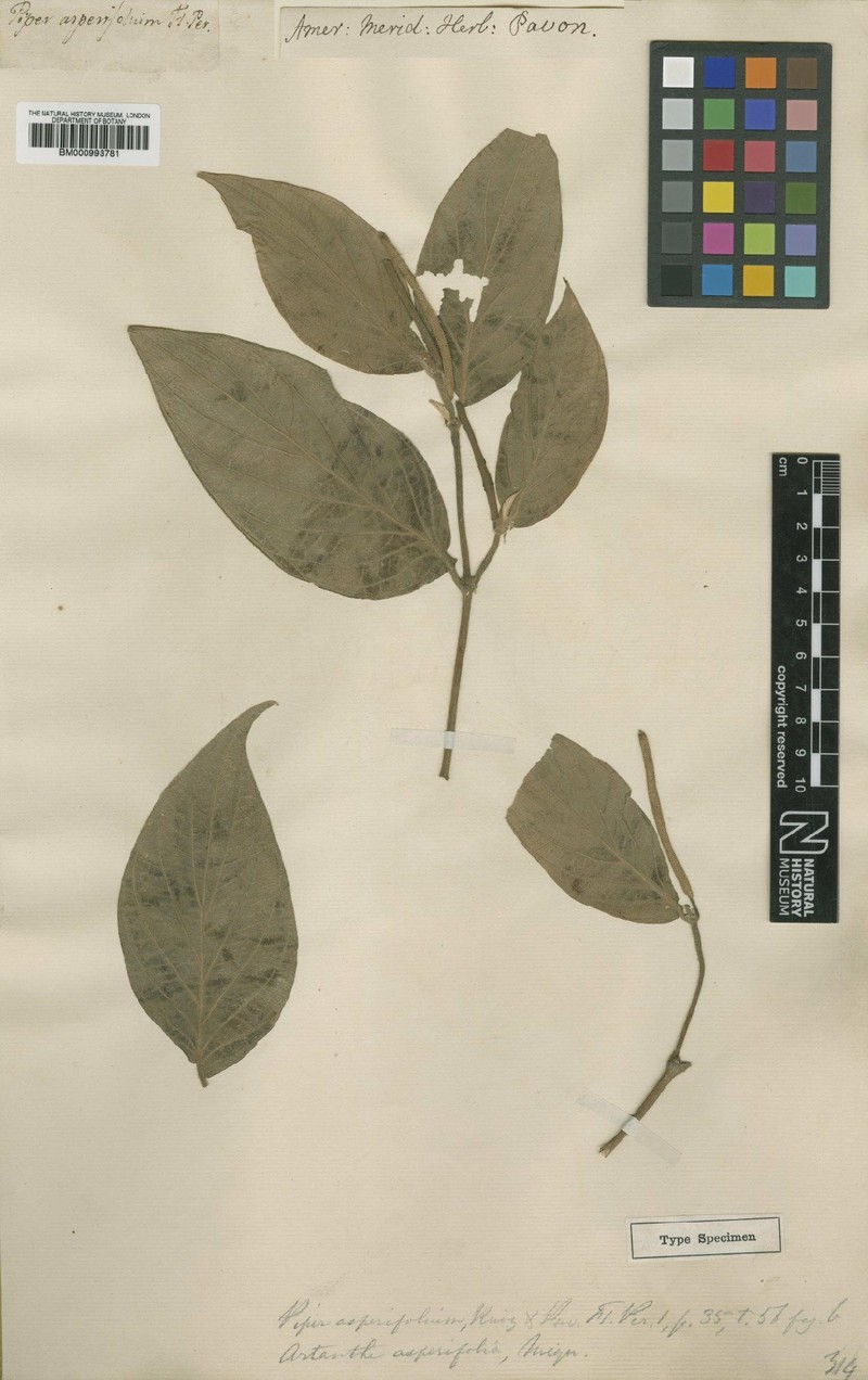 Piper afflictum photo 4