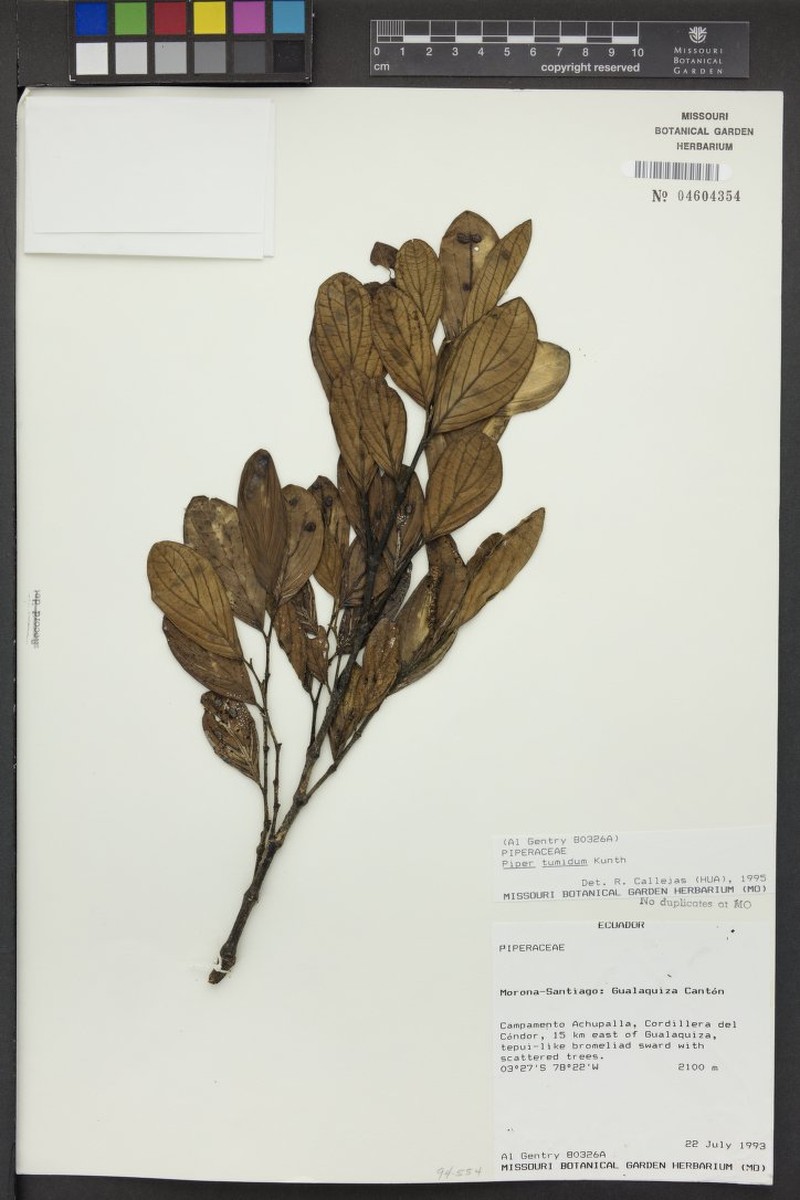 Piper alwynii