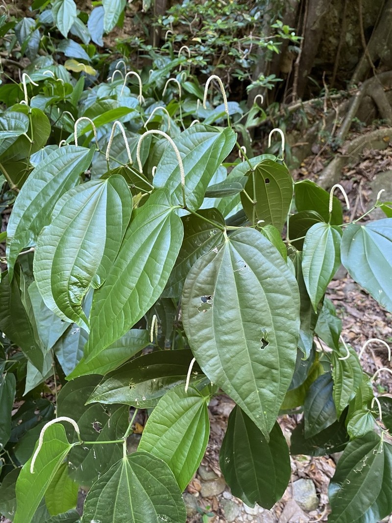 Higuillo De Limon