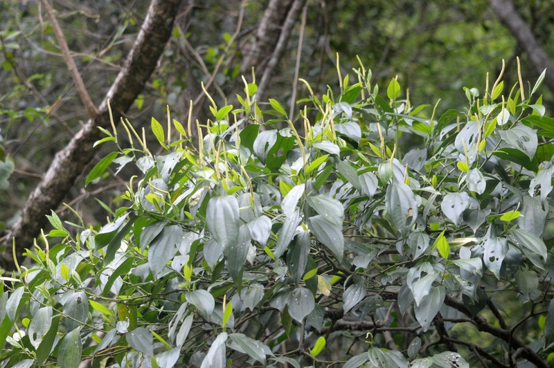 Higuillo De Limon photo 2