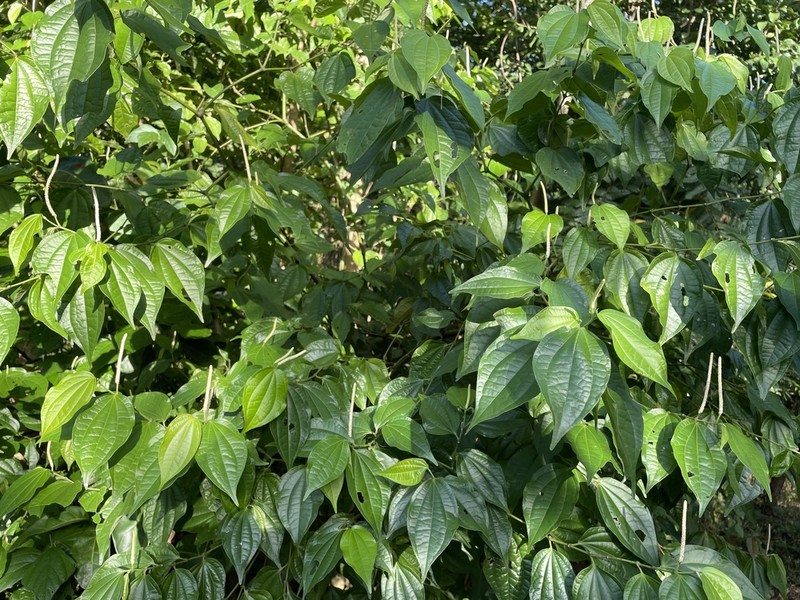 Higuillo De Limon photo 3