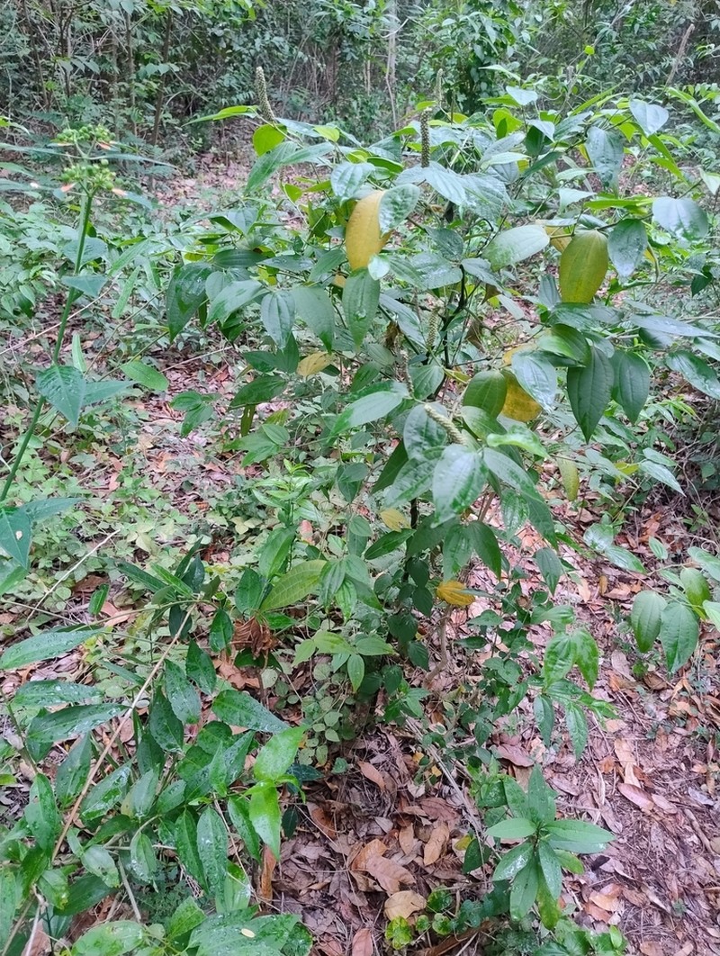 Higuillo De Limon photo 4