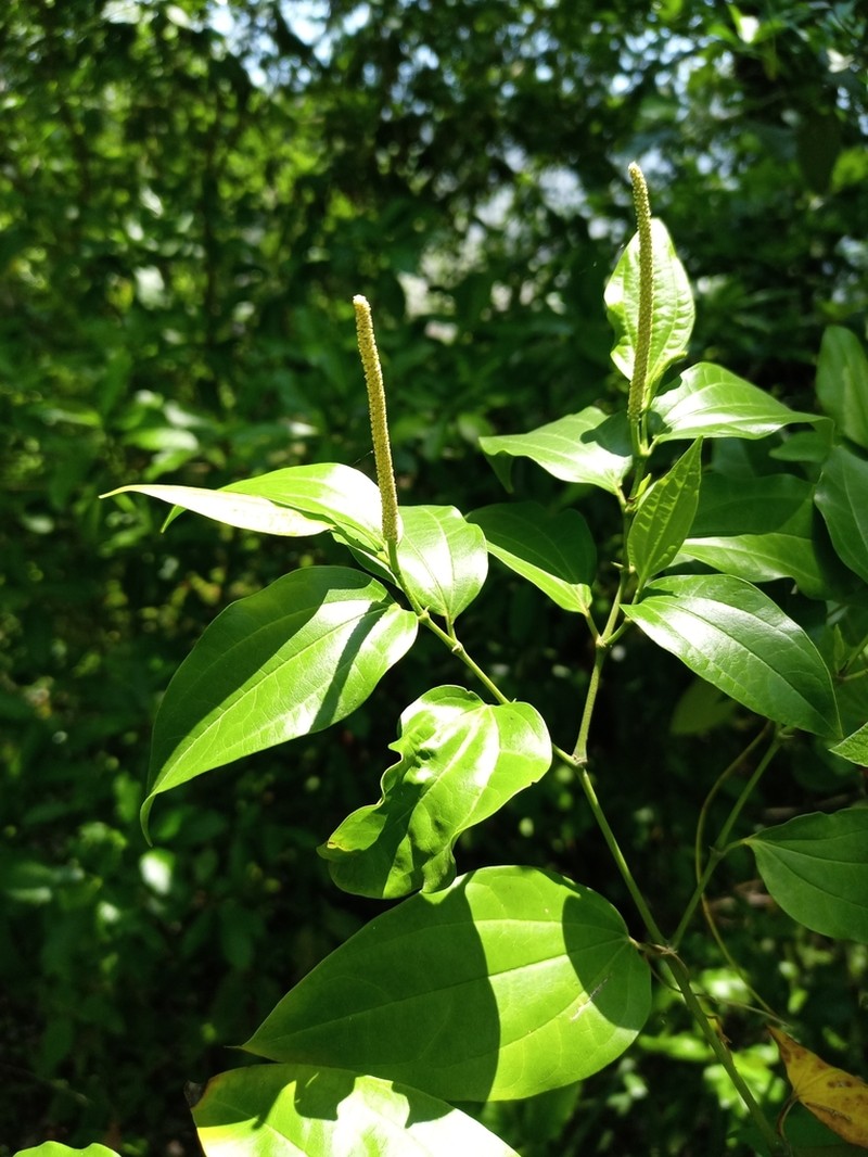 Higuillo De Limon photo 5