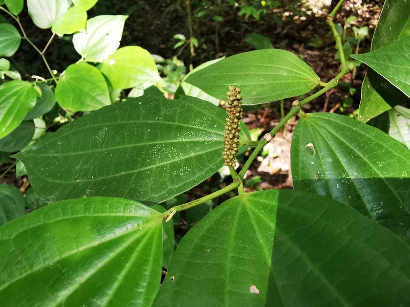 Higuillo De Limon photo 6