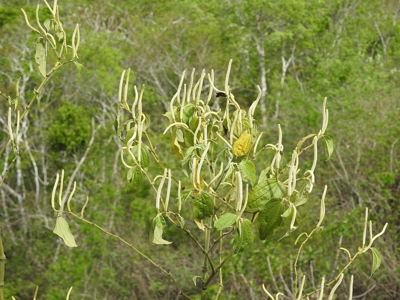 Higuillo De Limon photo 7