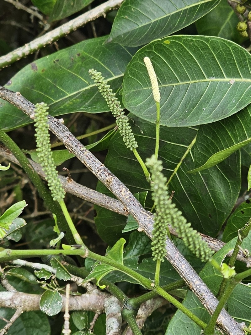Higuillo De Limon photo 8