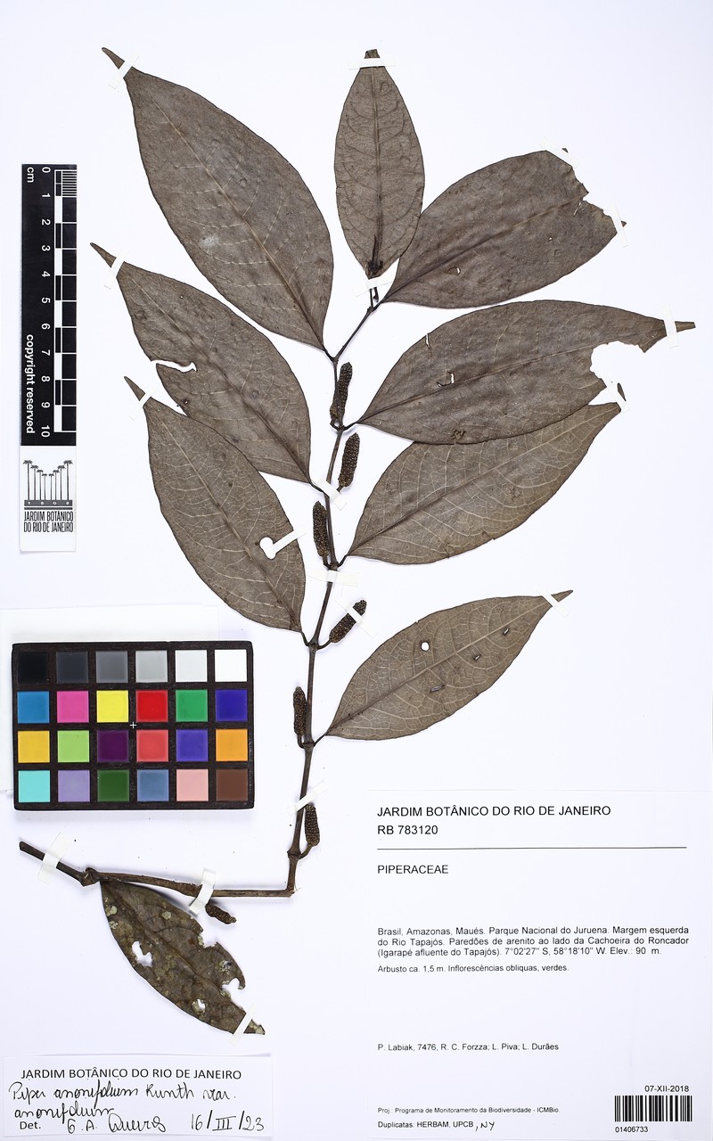 Piper anonifolium var. anonifolium