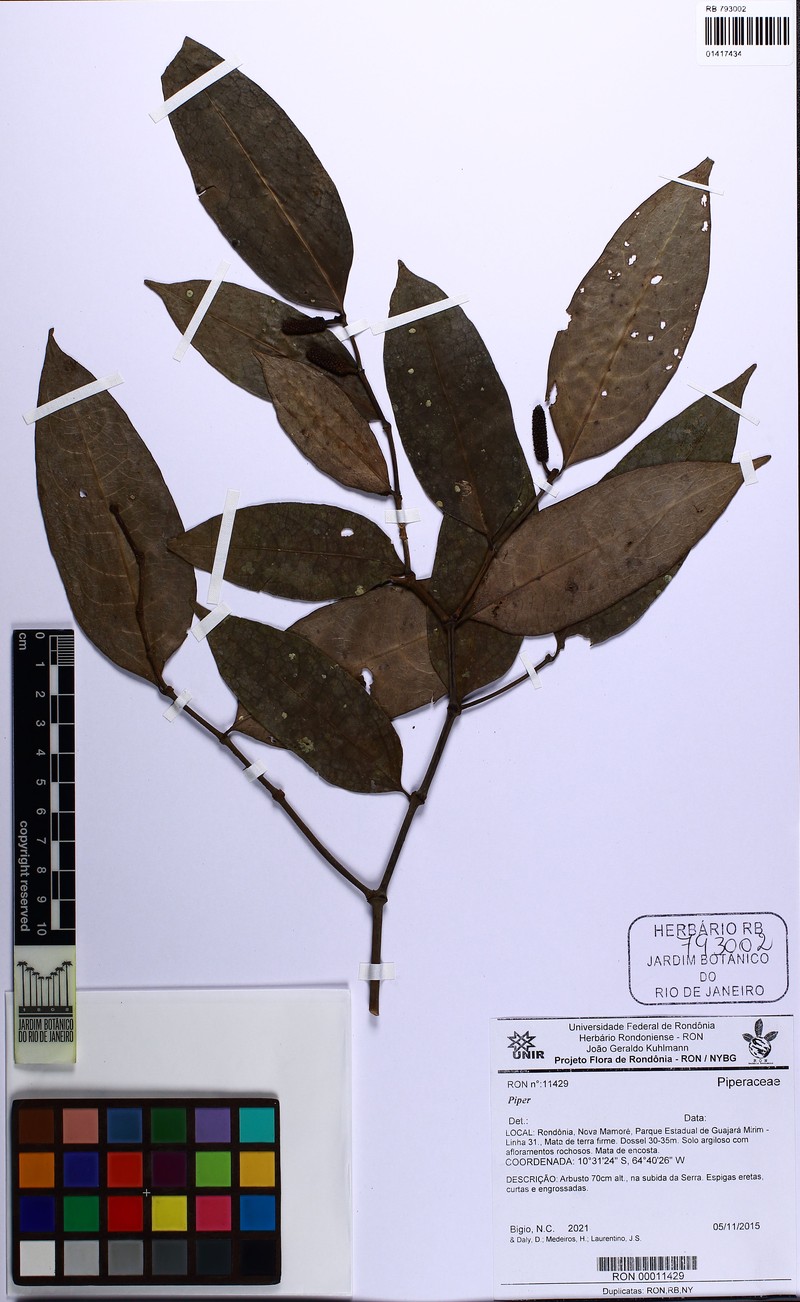 Piper anonifolium var. anonifolium photo 2