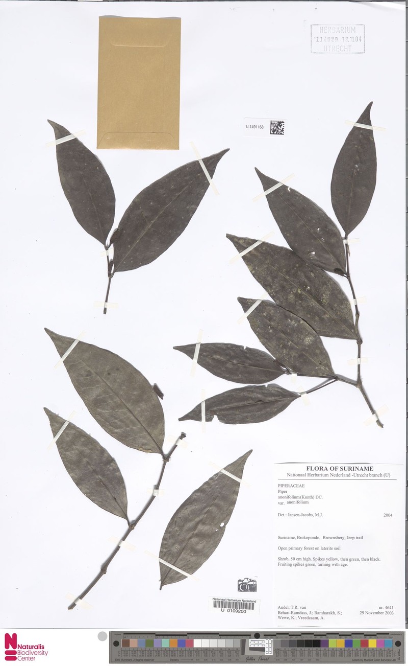 Piper anonifolium var. anonifolium photo 3