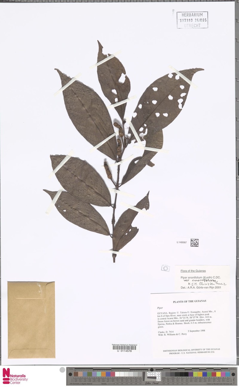 Piper anonifolium var. anonifolium photo 4