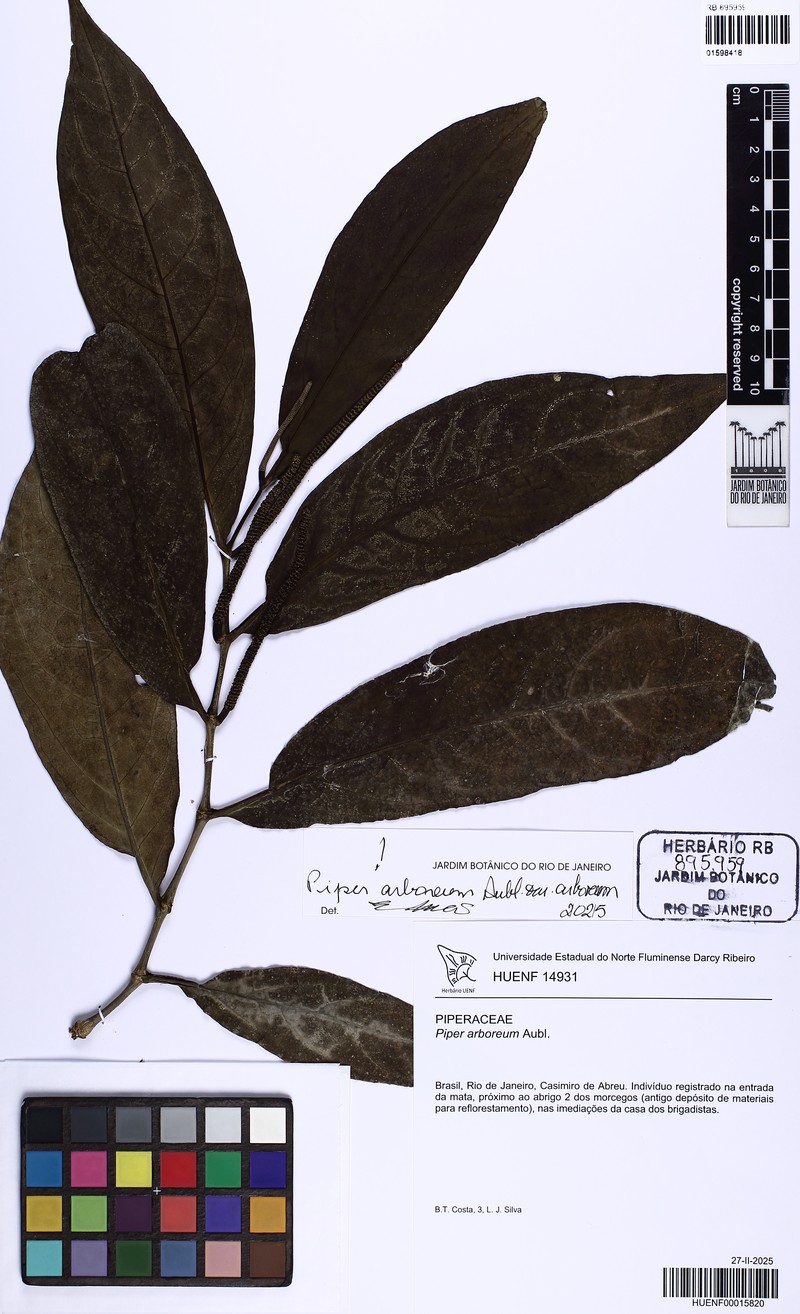 Piper arboreum var. arboreum