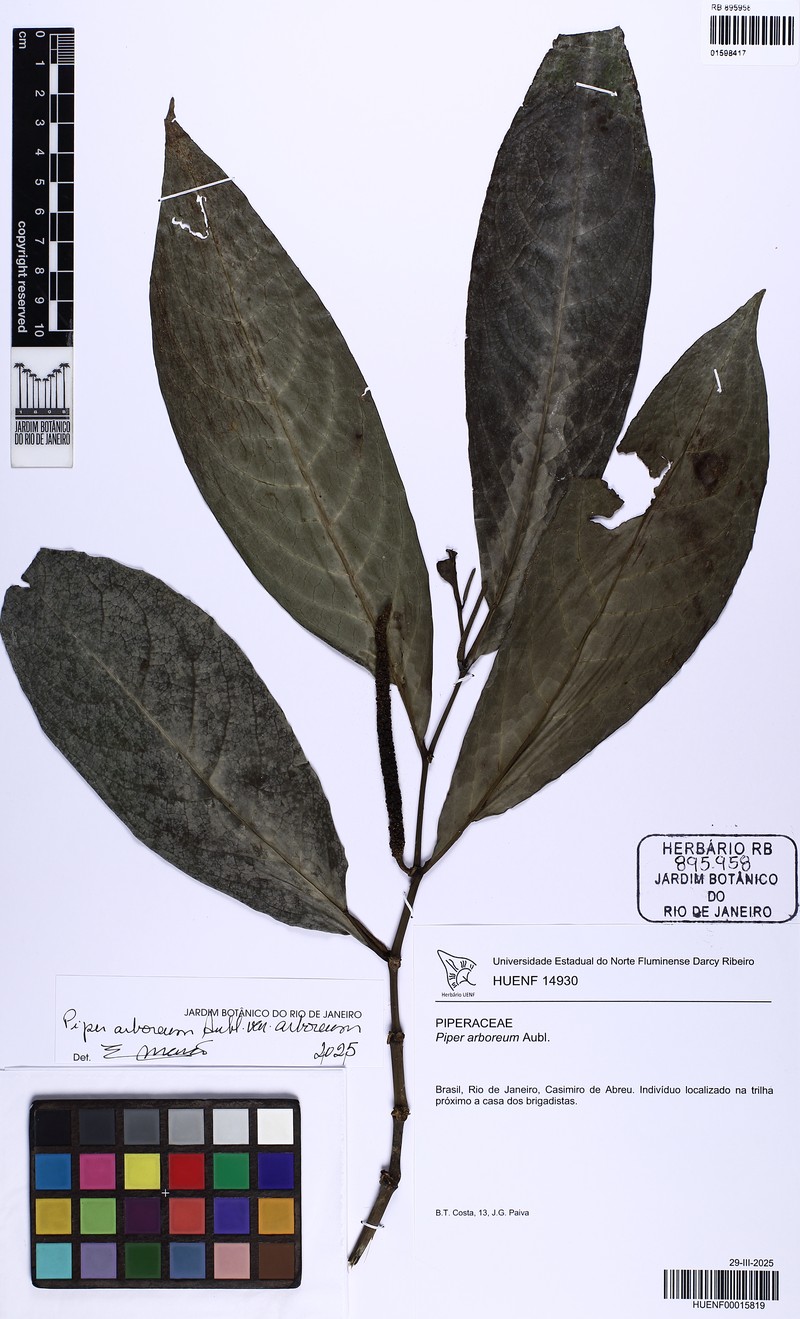 Piper arboreum var. arboreum photo 2
