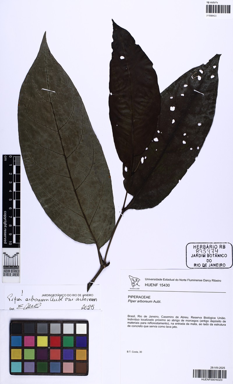 Piper arboreum var. arboreum photo 3