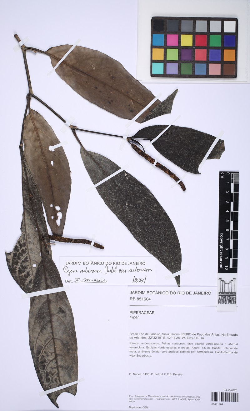 Piper arboreum var. arboreum photo 4
