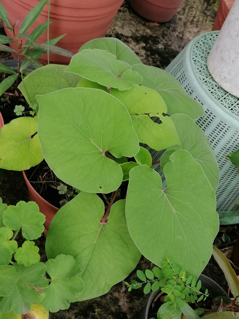 Vera Cruz Pepper photo 4