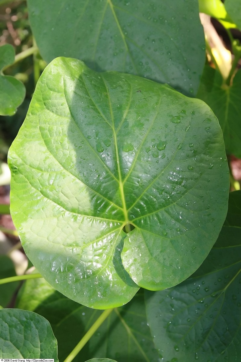 Vera Cruz Pepper photo 6
