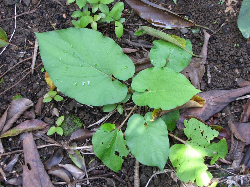 Vera Cruz Pepper photo 3
