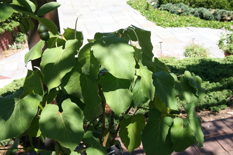Vera Cruz Pepper photo 8