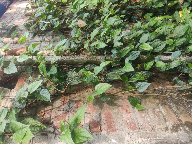 Betel Pepper