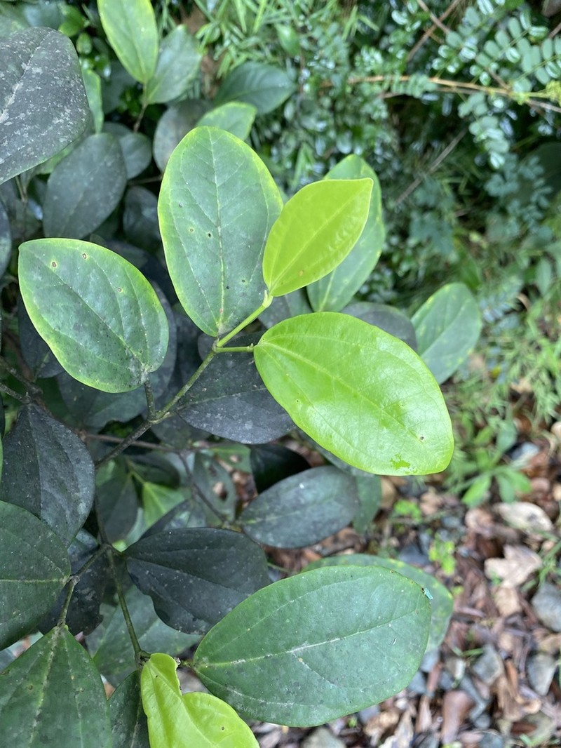 Moth Pepper