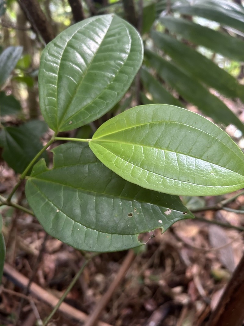 Moth Pepper photo 2