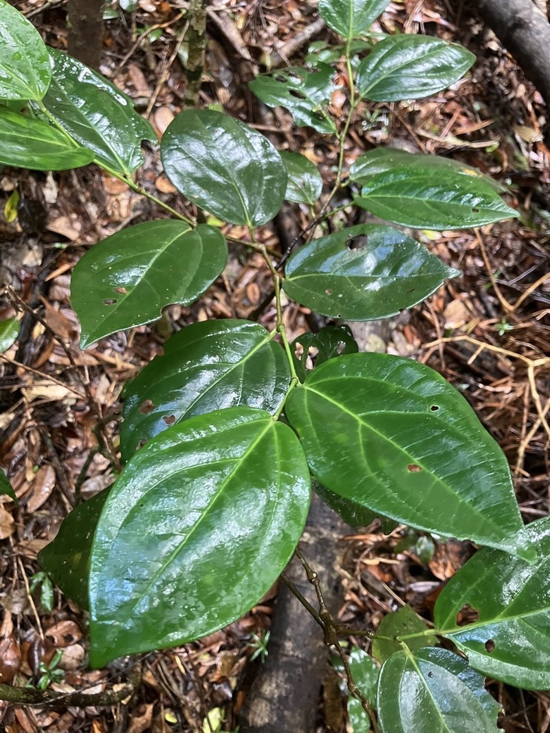 Moth Pepper photo 4