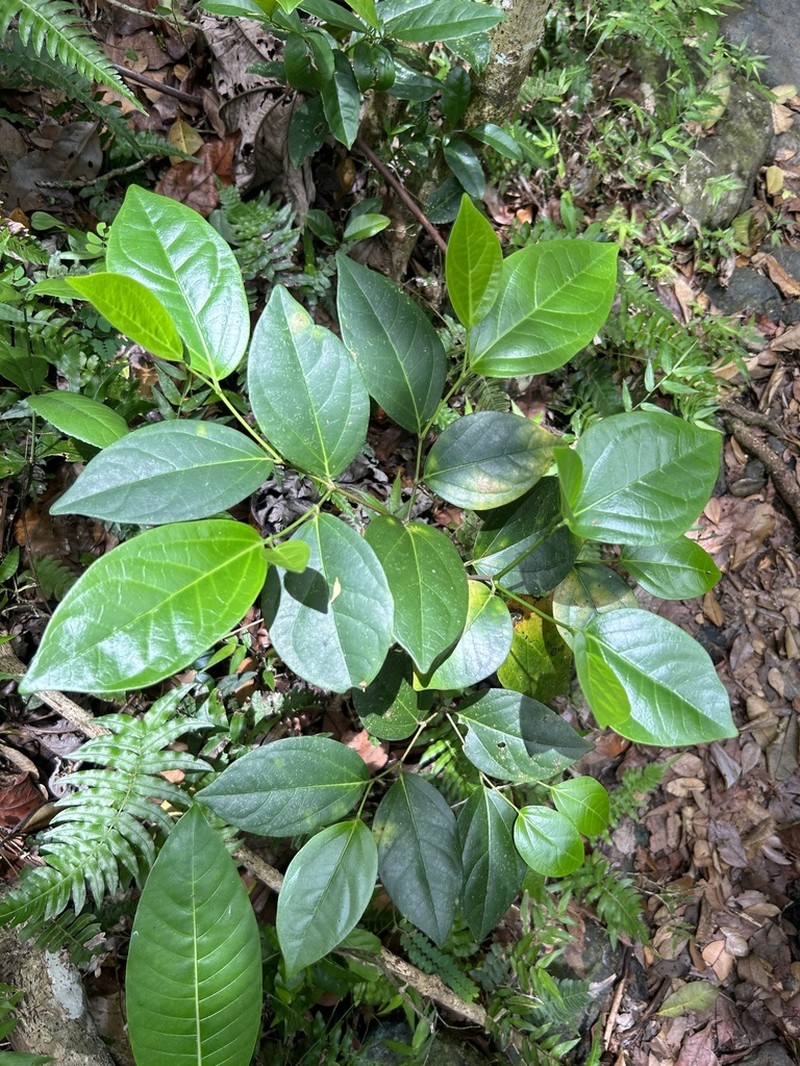 Moth Pepper photo 5