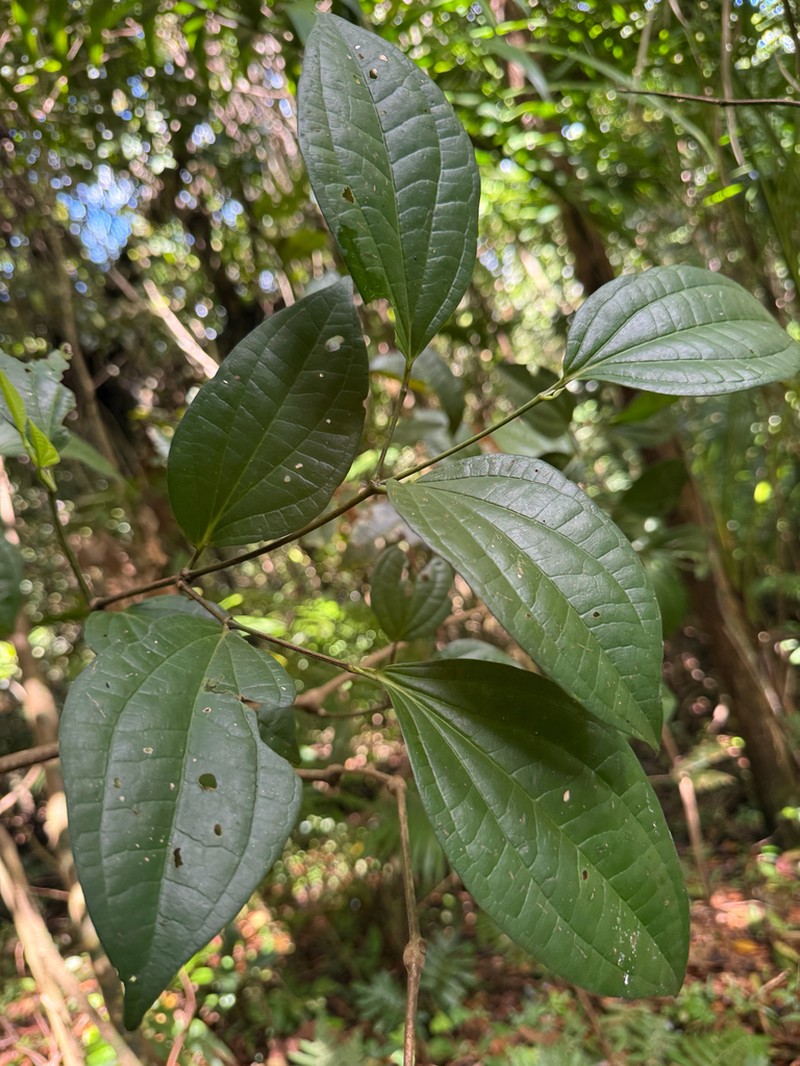 Moth Pepper photo 6