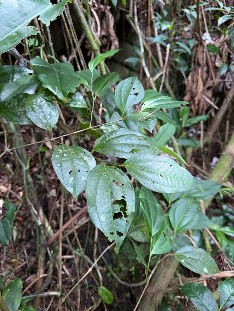 Moth Pepper photo 7