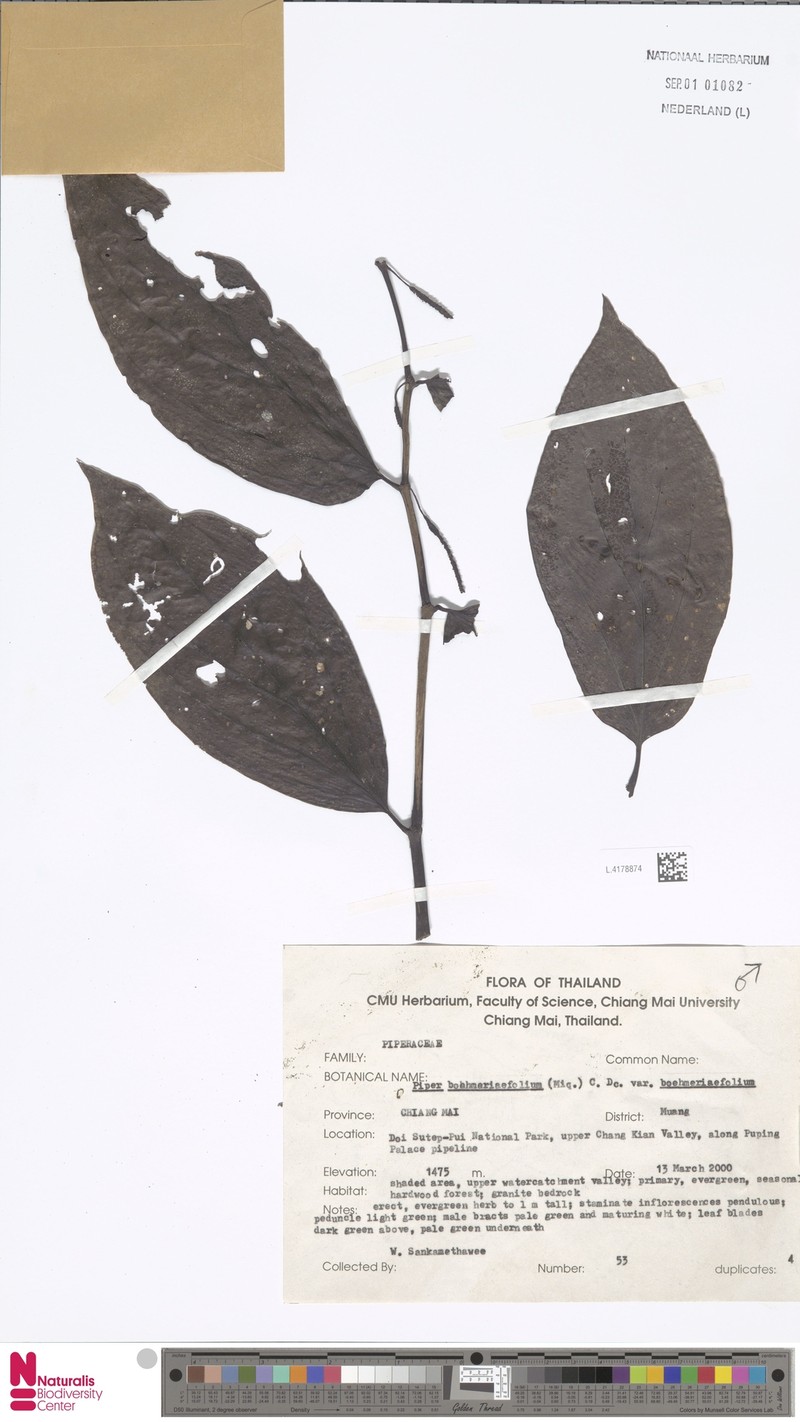 Piper boehmeriifolium var. boehmeriifolium