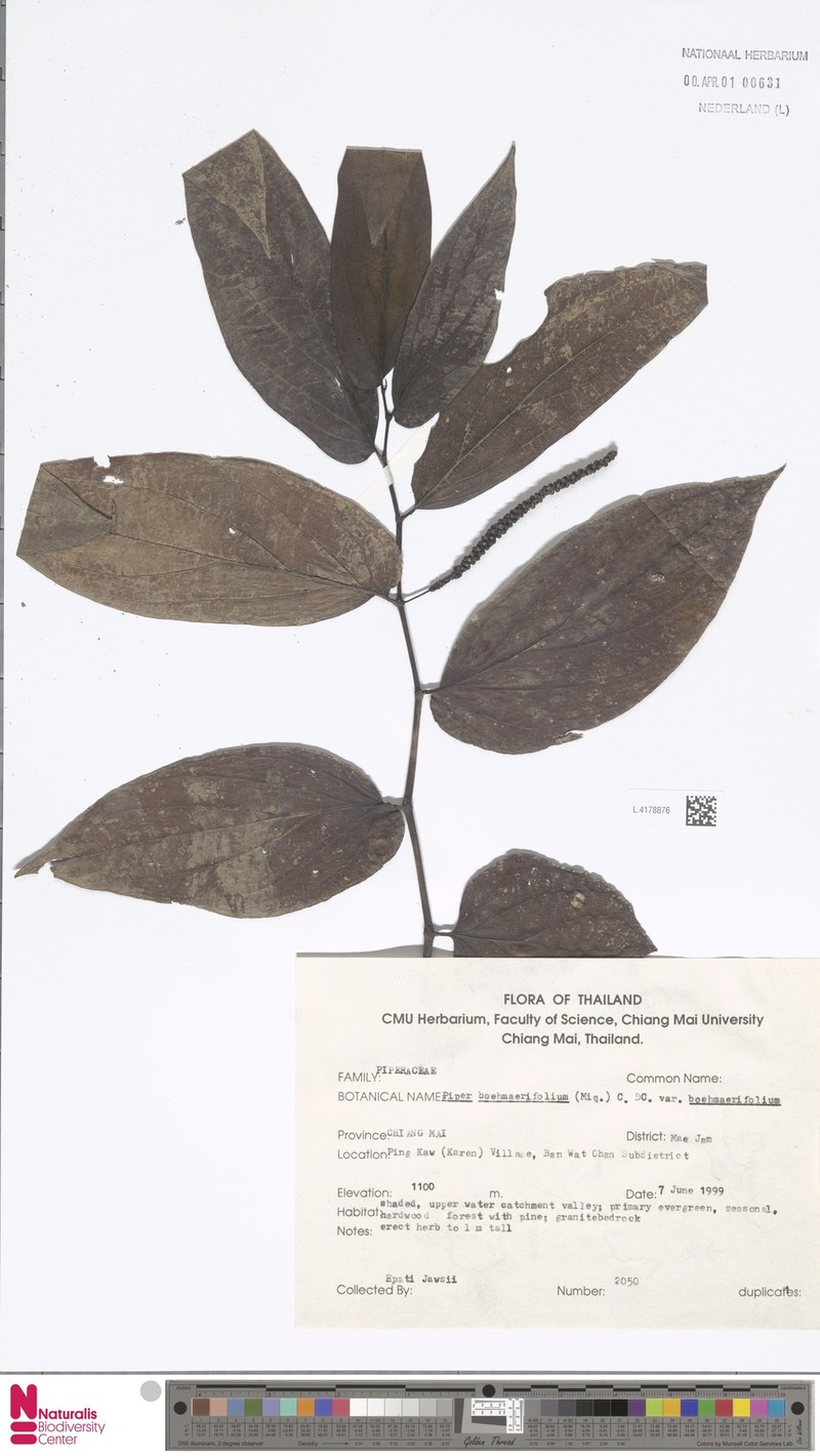 Piper boehmeriifolium var. boehmeriifolium photo 2