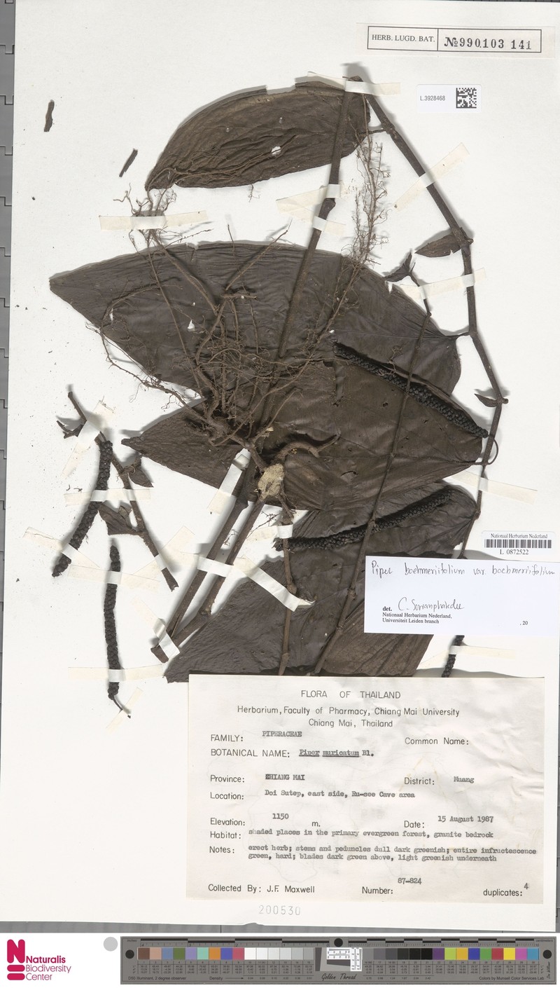 Piper boehmeriifolium var. boehmeriifolium photo 3