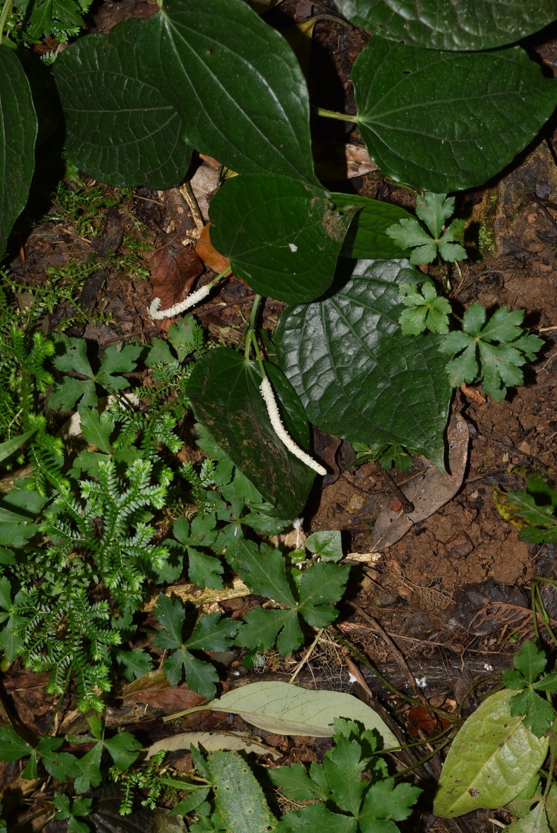 Piper capense var. capense