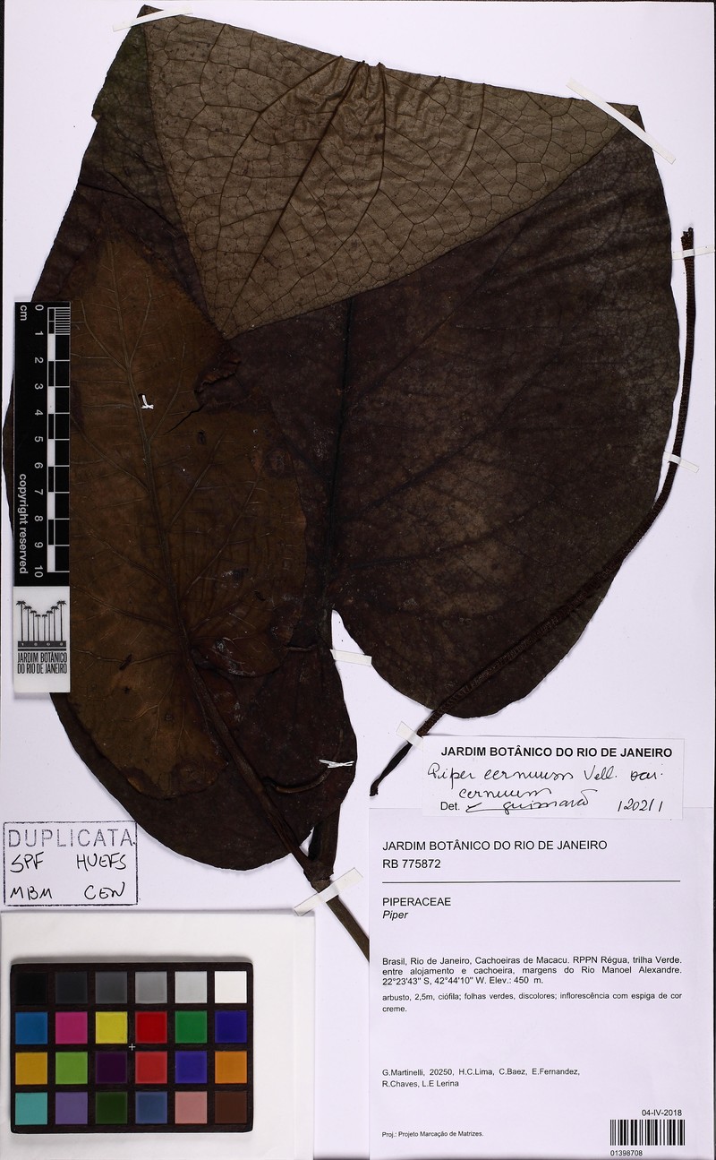 Piper cernuum var. cernuum